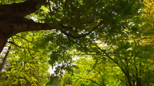 Güzel Bir Gün Güneş Genç Yeşil Ağaçların Üzerinde Taçlar — Stok video