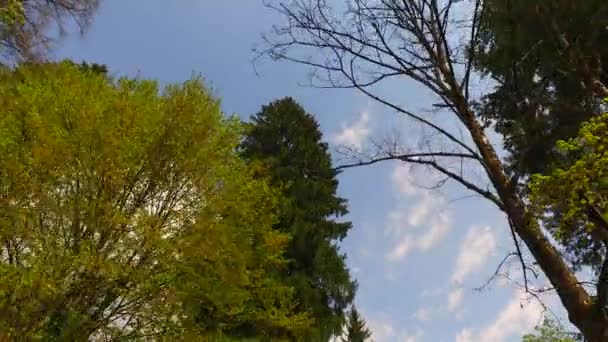 Young Tree Crowns Early Spring Park — Stockvideo