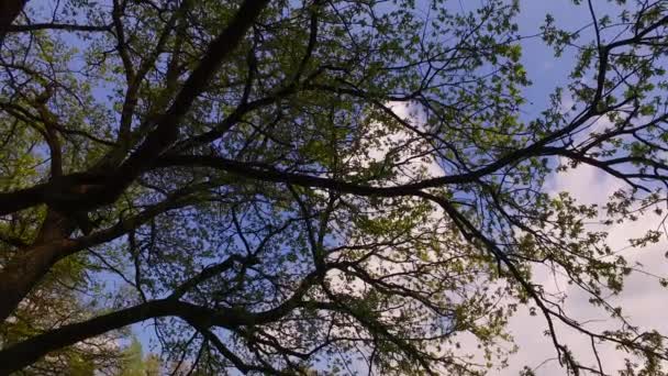 Jovens Coroas Árvores Início Primavera Parque — Vídeo de Stock