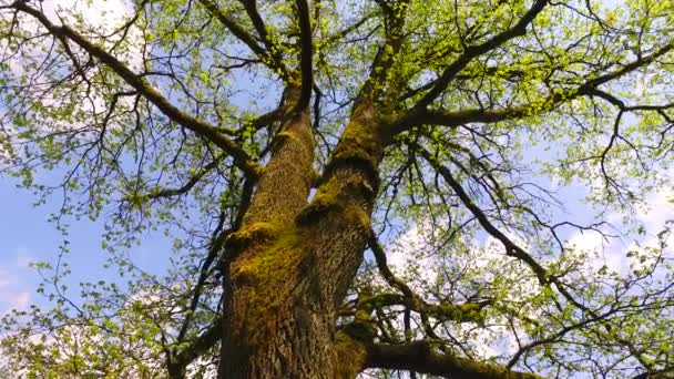 早春公园里的小树树冠 — 图库视频影像