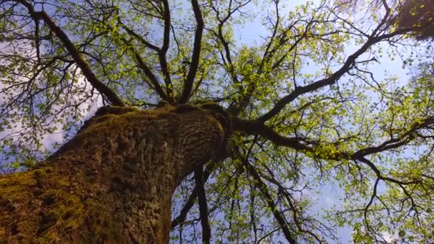 Sol Vem Através Coroas Árvore Início Primavera Parque — Vídeo de Stock