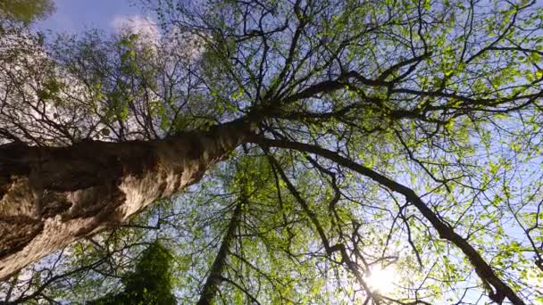 Sol Viene Través Las Coronas Árboles Primavera Temprana Parque — Vídeos de Stock