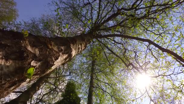 Słońce Przechodzi Przez Wczesne Wiosenne Korony Drzew Parku — Wideo stockowe