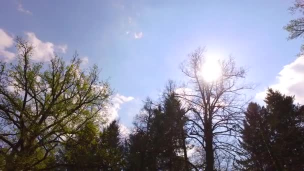 Sun Comes Early Spring Tree Crowns Park — Stockvideo