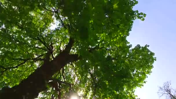 Zon Komt Door Vroege Lente Boom Kronen Een Park — Stockvideo