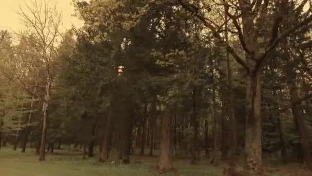 Observando Coronas Árboles Jóvenes Verdes Parque Primavera Sol Pelasant — Vídeo de stock