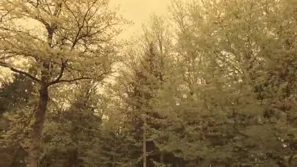 Наблюдая Молодыми Зелеными Коронами Деревьев Парке Весной Пеласантное Солнце — стоковое видео