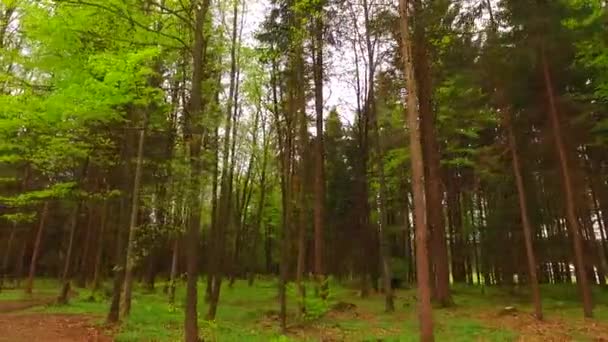 Pozorovat Mladé Zelené Koruny Stromů Parku Jaro Pelasantské Slunce — Stock video