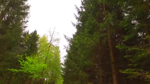 Observando Coroas Árvores Jovens Verdes Parque Hora Primavera Pelasant Sol — Vídeo de Stock