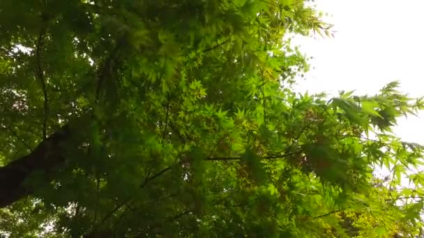 Piękna Jesień Las Słońce Świeci — Wideo stockowe