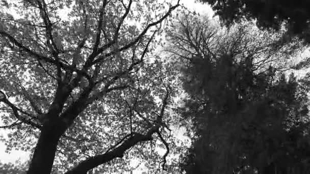 Obserwując Młode Zielone Korony Drzew Parku Wiosna Słońce Pelasant — Wideo stockowe