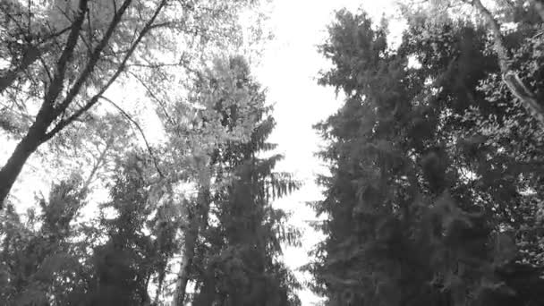 Observing Young Green Tree Crowns Park Spring Time Pelasant Sun — Stockvideo