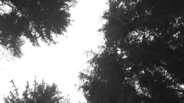 Parktaki Genç Yeşil Ağaçların Taçlarını Gözlemliyorum Bahar Geldi Pelasant Güneşi — Stok video