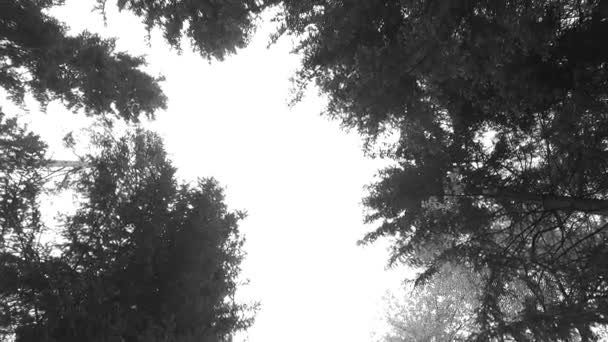 Beobachtet Junge Grüne Baumkronen Einem Park Frühlingszeit Pelasansonne — Stockvideo