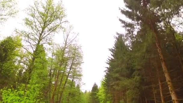 公園で若く緑の木の冠を観察する 春の時間だ乳白色の太陽 — ストック動画