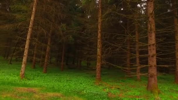 太陽が輝いていると美しい秋の森 — ストック動画