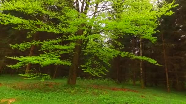 Piękna Jesień Las Słońce Świeci — Wideo stockowe