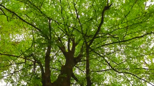 Levendige Jonge Boom Kronen Aangename Zon Komt Door Uitzicht Vanaf — Stockvideo