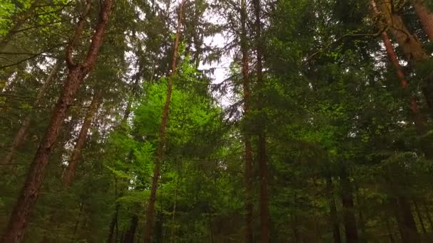 Güzel Bir Gün Ile Güzel Sonbahar Orman — Stok video