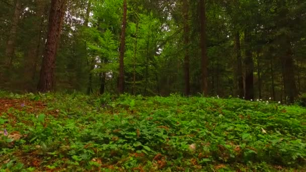 Piękna Jesień Las Słońce Świeci — Wideo stockowe