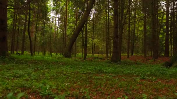 Hermoso Bosque Otoño Con Sol Brillante — Vídeos de Stock