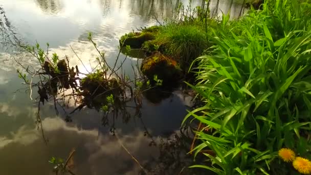 Маленький Ручей Весеннем Лесу — стоковое видео