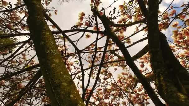 Красивое Дерево Магнолии Закрывается Лепестками Ранняя Весна — стоковое видео