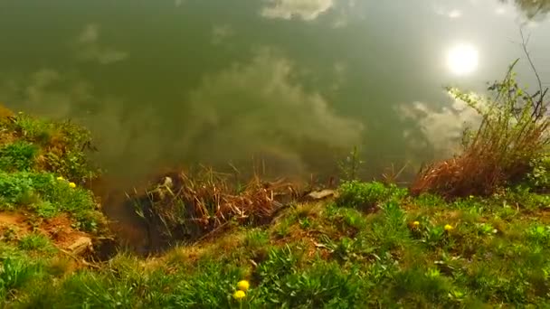 Petit Ruisseau Dans Forêt Printanière — Video