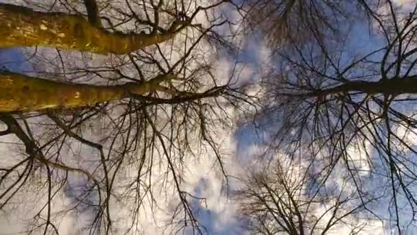 Vivívidas Coroas Árvores Jovens Sol Agradável Que Atravessa Uma Vista — Vídeo de Stock