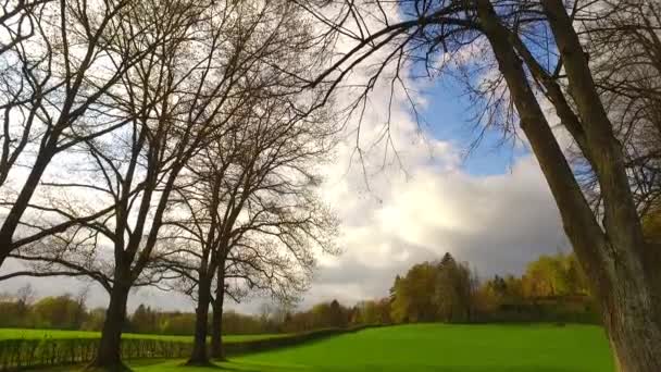 Vacker Solig Dag Höstskogen Lätt Vind Djupa Bruna Och Gula — Stockvideo