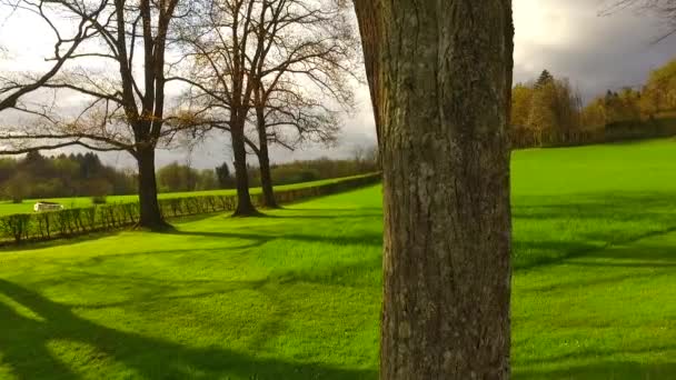 鮮やかな若い木の冠と快適な太陽を通過します 地面からの眺め — ストック動画