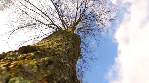 Vivívidas Coroas Árvores Jovens Sol Agradável Que Atravessa Uma Vista — Vídeo de Stock