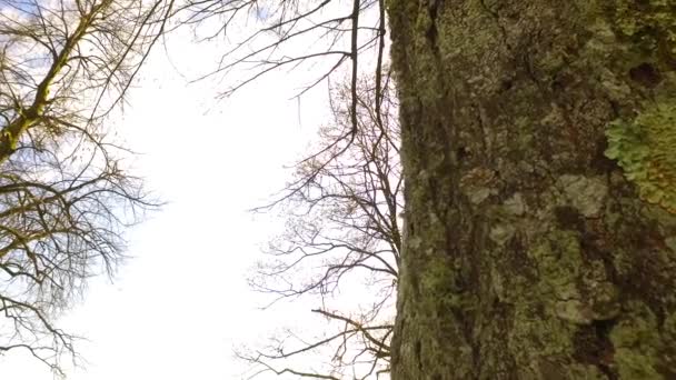 Vives Couronnes Jeunes Arbres Agréable Soleil Venant Travers Une Vue — Video