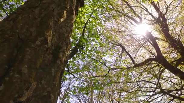 Яскраві Корони Молодих Дерев Приємне Сонце Проходить Крізь Вид Землі — стокове відео