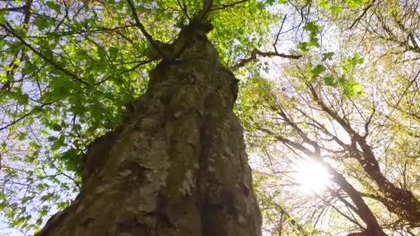 Vivívidas Coroas Árvores Jovens Sol Agradável Que Atravessa Uma Vista — Vídeo de Stock