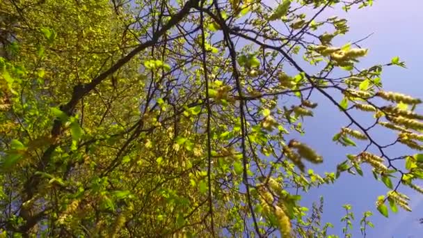 Vives Couronnes Jeunes Arbres Agréable Soleil Venant Travers Une Vue — Video