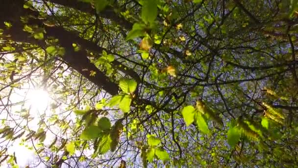 Observando Hojas Verdes Jóvenes Arbusto Parque Primavera Grandes Coronas Árboles — Vídeo de stock