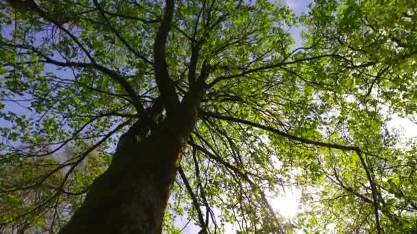 Pozorovat Mladé Zelené Koruny Stromů Parku Jaro Pelasantské Slunce — Stock video