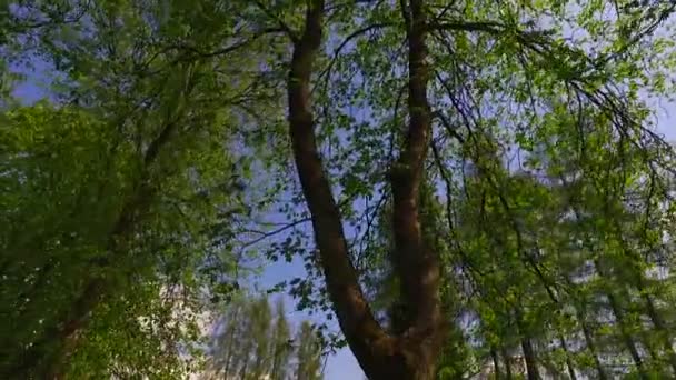 Наблюдая Молодыми Зелеными Коронами Деревьев Парке Весной Пеласантное Солнце — стоковое видео