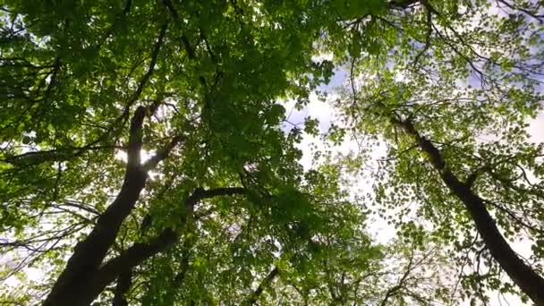 Observation Jeunes Cimes Arbres Verts Dans Parc Printemps Pelasant Soleil — Video