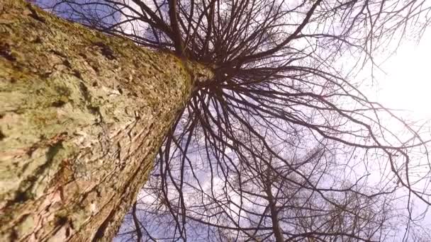 Baharın Başında Ağaçların Tacı — Stok video