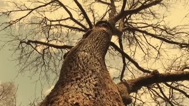 Короны Деревьев Ранней Весной — стоковое видео