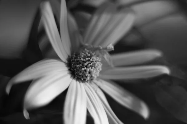 Kwiat Wazonie Zbliżenie — Zdjęcie stockowe