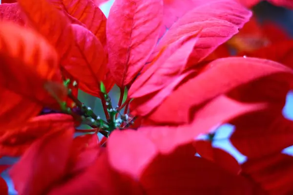 Rode Bladeren Tuin — Stockfoto