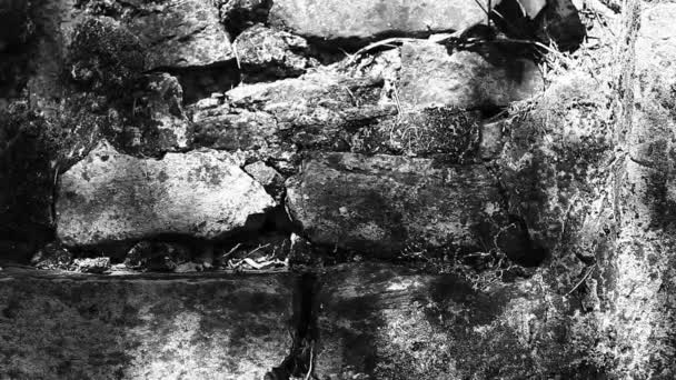 Старая Каменная Стена Медленно Растущим Плющом Гранж Стиль Тени Тени — стоковое видео