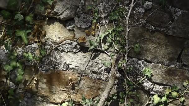 Antigua Pared Piedra Con Hiedra Crecimiento Lento Estilo Grunge Sombras — Vídeos de Stock