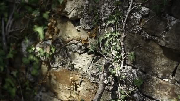 Antigua Pared Piedra Con Hiedra Crecimiento Lento Estilo Grunge Sombras — Vídeos de Stock