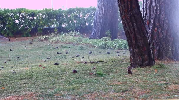 Water Sprinkler Park Watering Green Somewhere Dried Grass — Stock Video