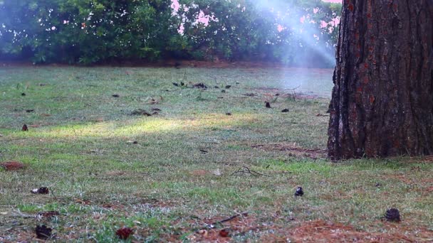 Aspersor Água Parque Rega Verde Grama Seca Algum Lugar — Vídeo de Stock