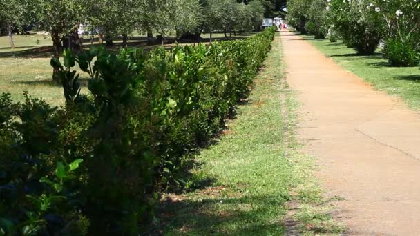 Pine Alley Leading Sea Shore Summer Day Tourists Walking Sunny — Vídeo de stock